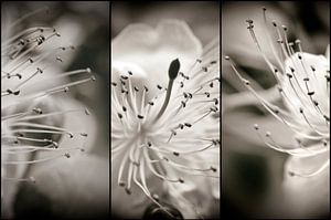 Elégance florale