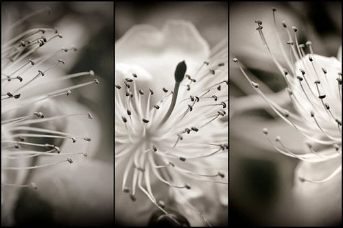 Elégance florale by Martine Affre Eisenlohr