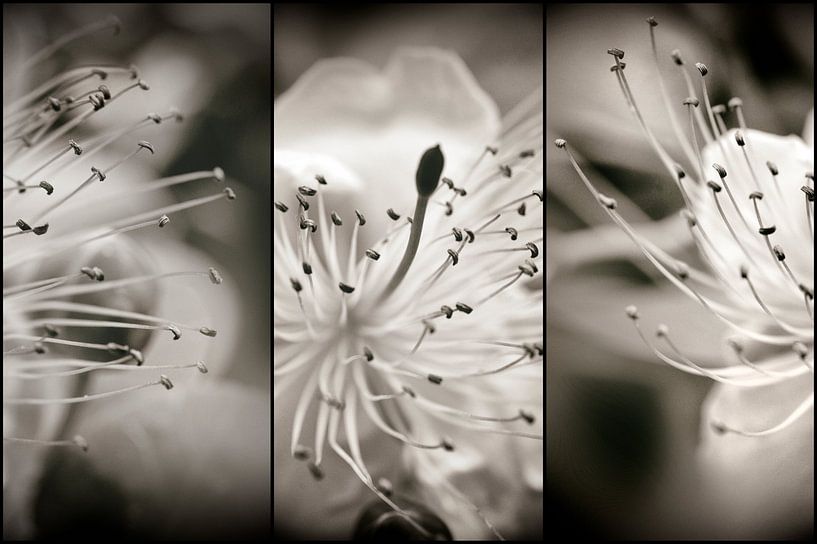 Elégance florale by Martine Affre Eisenlohr