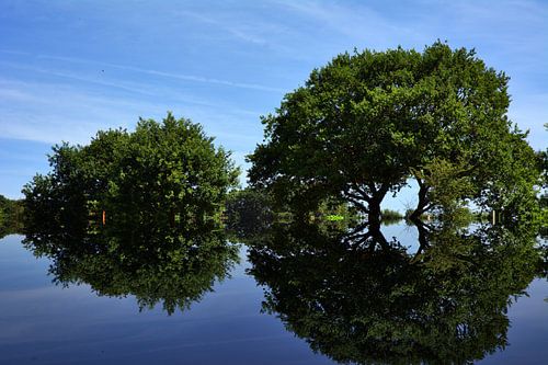 2 Bäume Spiegelung