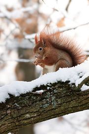 Eichhörnchen von Larsphotografie