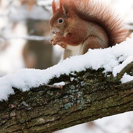 Eichhörnchen von Larsphotografie