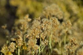 Blühend von Lisanne Rodenburg