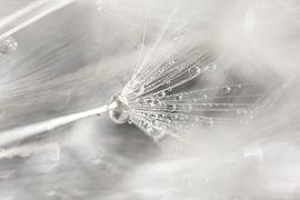 Abstract minimalist lines in nature by Marjolijn van den Berg