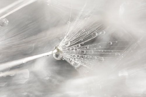 Abstract minimalistisch lijnenspel in de natuur