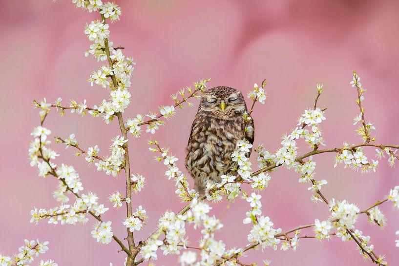 schlafender Sperlingskauz inmitten der Blüten von Mei-Nga Smit-Wu