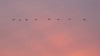 skyline Flamingo's van Marina Nieuwenhuijs thumbnail
