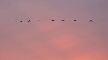 skyline Flamingo's by Marina Nieuwenhuijs
