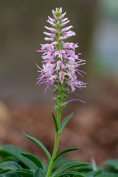 Speedwell (Veronica spicata) van Alexander Ludwig