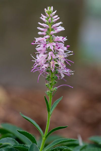 Speedwell (Veronica spicata) by Alexander Ludwig