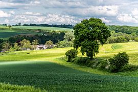 Limburgs landschap by Herman Coumans