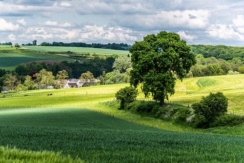 Limburgs landschap