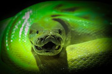 The Snake Close Up by Faucon Alexis