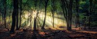 Panorama van een beroemd Nederlands bos bij zonsopgang