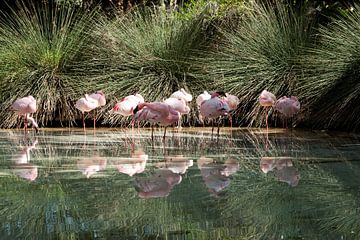 Spiegelende Flamingo,s