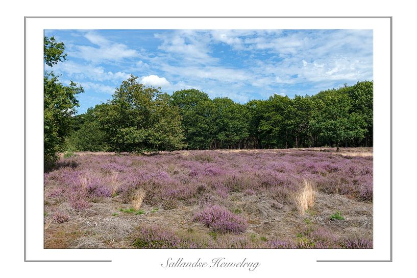 Sallandse Heuvelrug Netherlands National Park the Sallandse Heuvelrug. by Richard Wareham