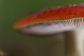 Pilz. von Josmar Colmenares