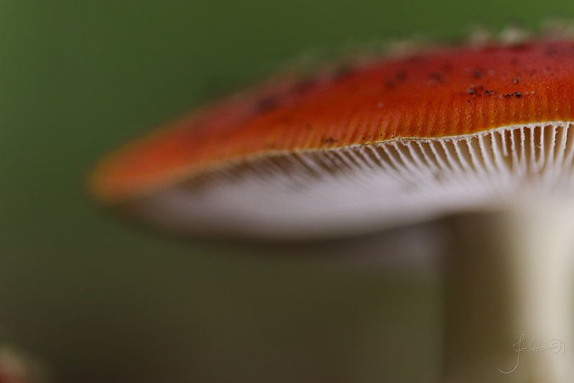 Pilz. von Josmar Colmenares