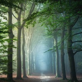 Enchanted Forest van Niels Dam