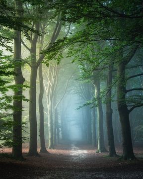 Forêt enchantée sur Niels Dam