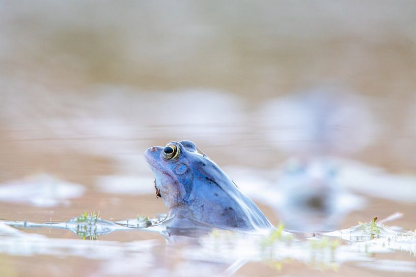 Grenouille des marais bleue dans un étang de printemps - Photographie de la nature par Tanja Riedel