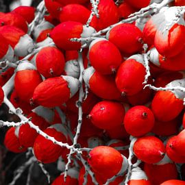 Manila Palm Rood von Inez Wijker