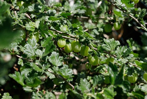 Gooseberries with bush