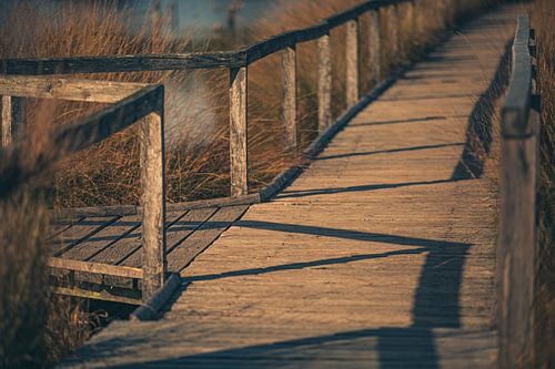 Houten loopbrug in het moeras