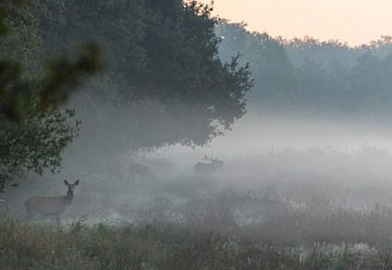 Un cerf dans le brouillard sur Ans Bastiaanssen