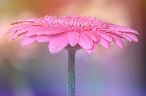 De magie van de gerbera