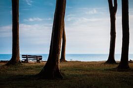 Sunrise in the ghost forest Nienhagen by Heiko Lehmann