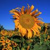 The Sunflower van Cornelis (Cees) Cornelissen