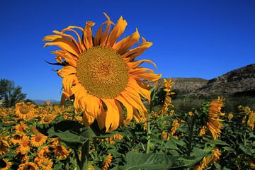 The Sunflower by Cornelis (Cees) Cornelissen