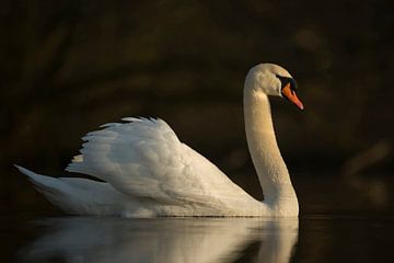 Mute Swan ( Cygnus olor ) in best light, elegant pose, close by, full body, length side view, wildli by wunderbare Erde