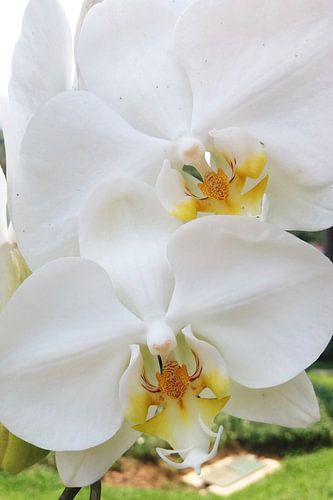 Witte Orchidee Elegantie Bloei