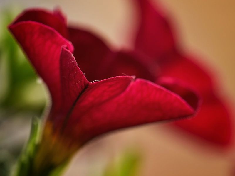 Rote Blume von Monique Verlouw