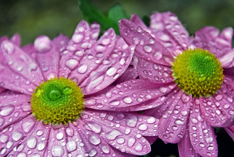 pink aster flowers with raindrops by Werner Lehmann
