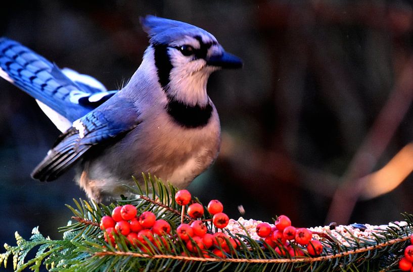 A blue jay at the feeder by Claude Laprise