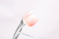 Tulp