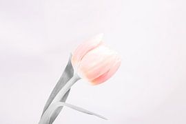 Tulip by Anouk De boer