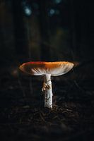 Pilz in einem dunklen Wald