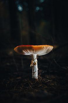 Mushroom in a dark forest