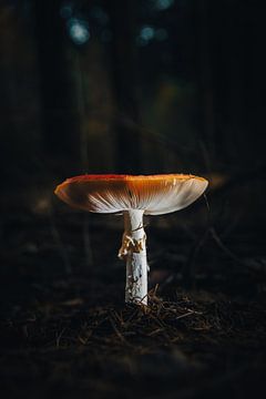 Pilz in einem dunklen Wald von 