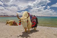 Zwei Yaks am Namtso See in Tibet von Erwin Blekkenhorst Miniaturansicht