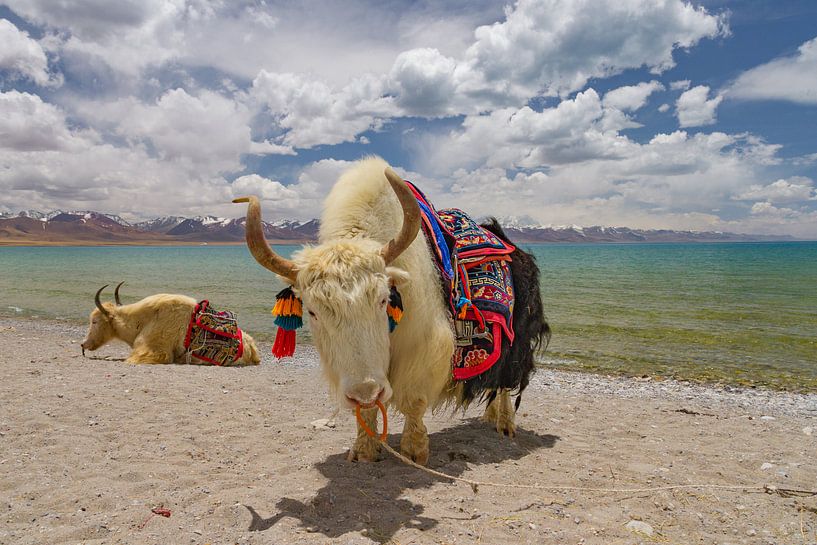 Zwei Yaks am Namtso See in Tibet von Erwin Blekkenhorst