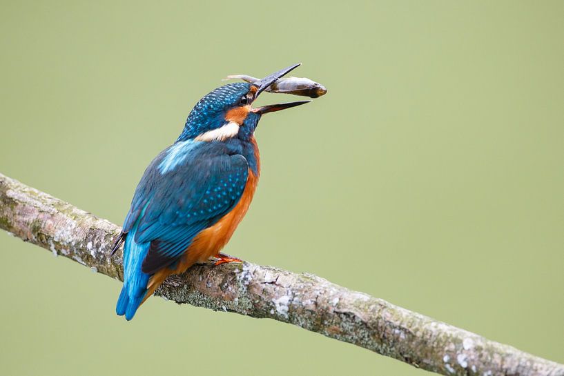 catch of the day von Pim Leijen