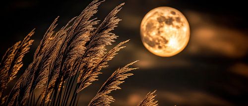 Moonlight over reed grass