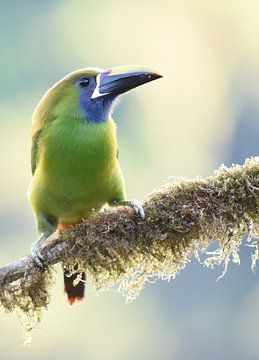 Birds of Costa Rica: Emerald Toucanet (Emerald Toucanet) by Rini Kools
