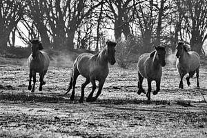 Konikpaarden van John Kerkhofs