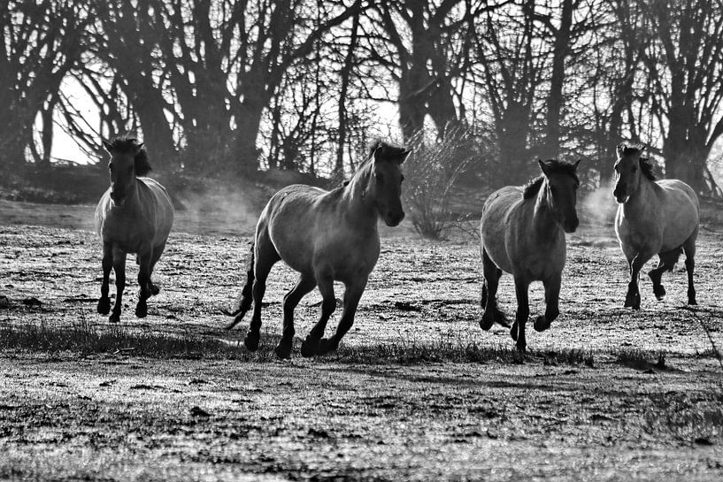 Konik-Pferde von John Kerkhofs